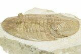 Pseudobasilicus Lawrowi Trilobite - Russia #237037-1